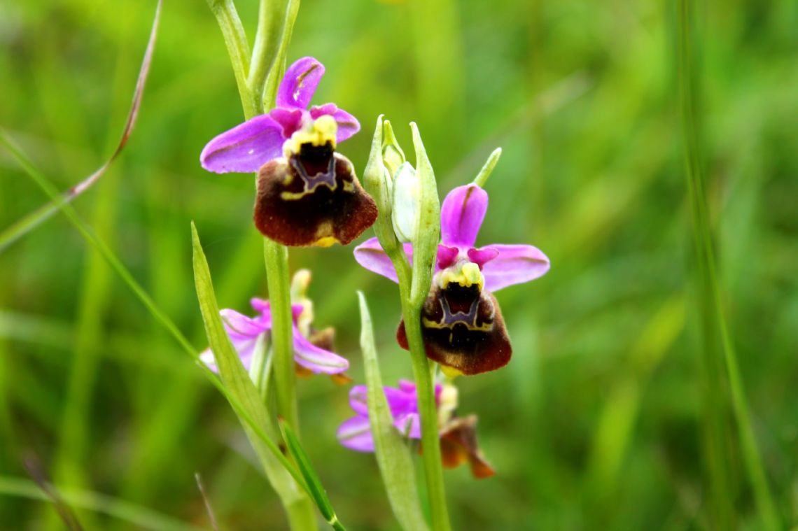 Orchidées sauvages sur les pelouses sèches