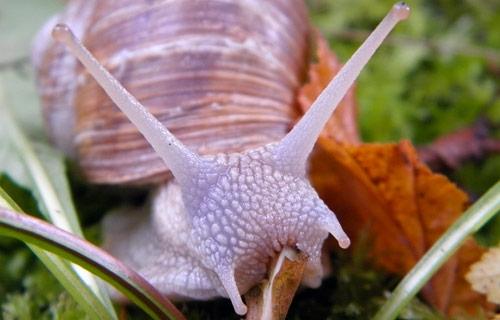 VISITE DE LA FERME HÉLICOLE " L'escargot de Vincent"