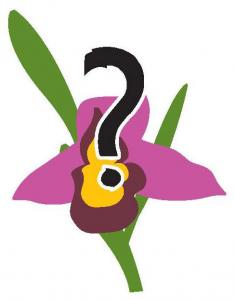 Qu'est-ce qu'une orchidée ?